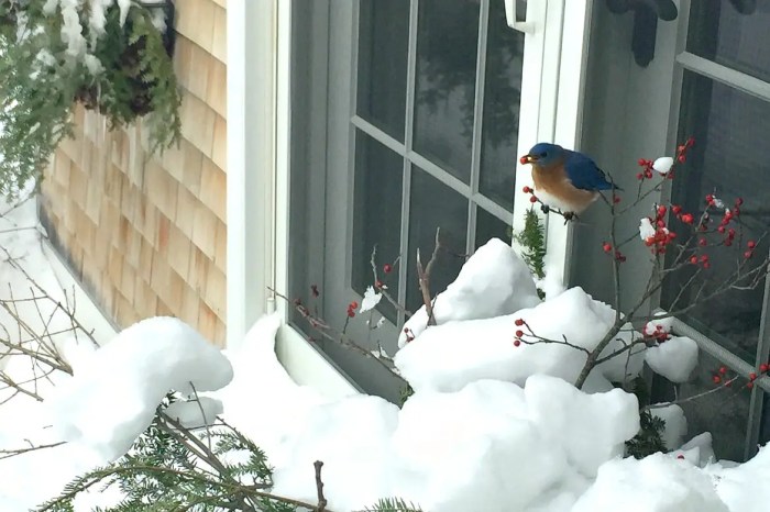 How to decorate window boxes for the holidays