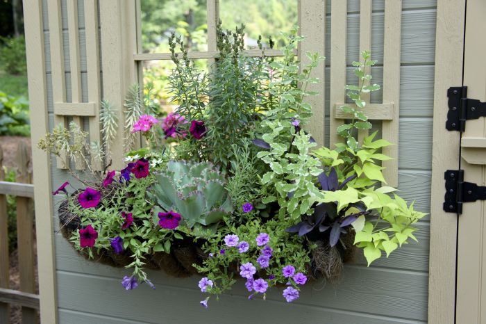 How to decorate window boxes for the holidays